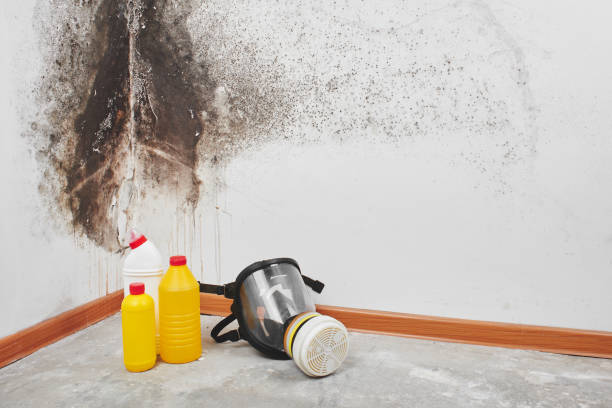 Best Attic Mold Removal  in Camden, SC