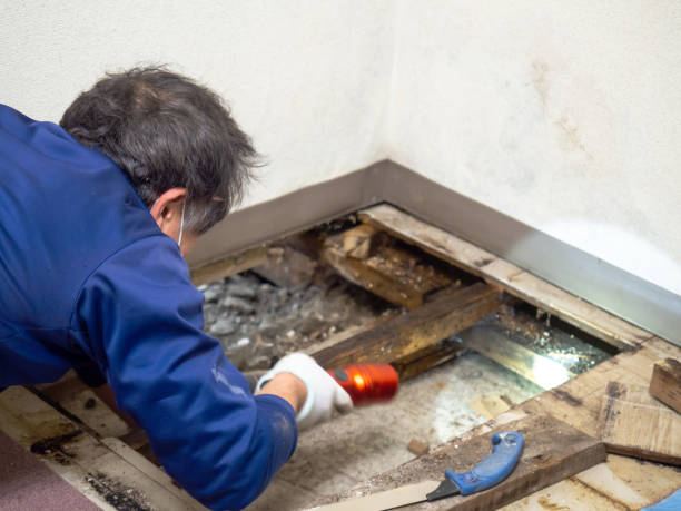 Best Mold Testing  in Camden, SC