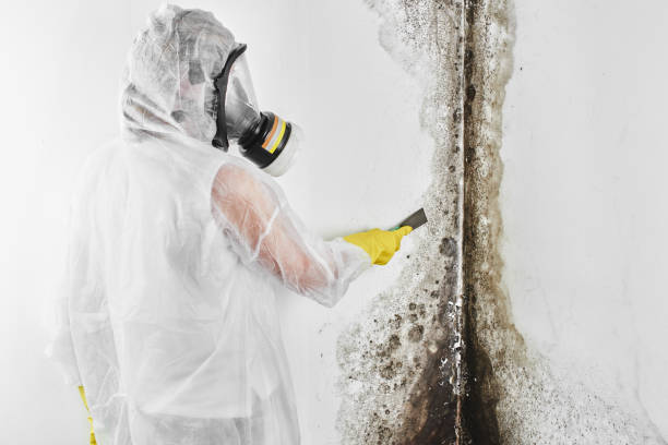 Best Residential Mold Removal  in Camden, SC