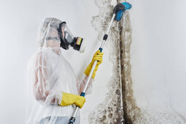 Best Commercial Mold Removal  in Camden, SC