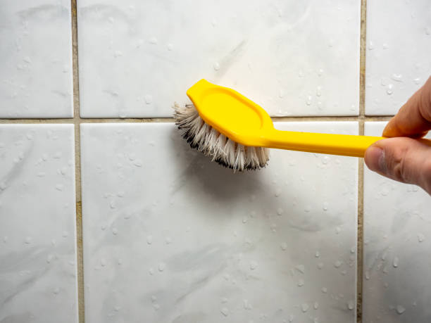 Best Best Mold Removal Companies  in Camden, SC