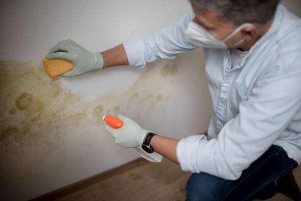 Best Toxic Mold Removal  in Camden, SC