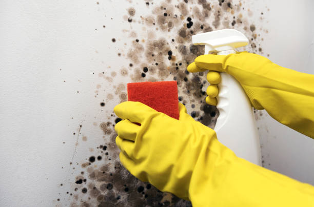 Professional Mold Removal in Camden, SC